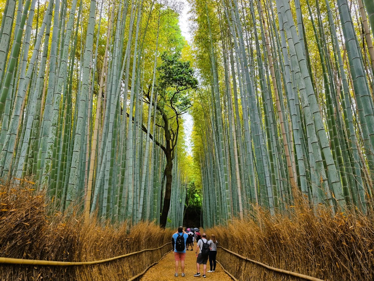 Arashiyama - keep Good Trip Day Tour
