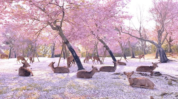 Nara Cherry Blossom 2026: Best Spots, Forecast & Day Trip Guide - Keep Good Trip