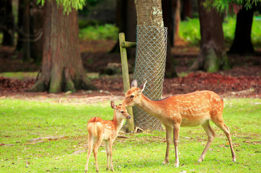 The Ultimate Nara Day Trip from Kyoto: 2026 Itinerary & Map