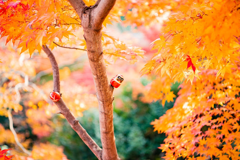 Best Things to Do in Osaka on a Day Tour| Top Attractions & Activities