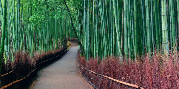 Arayashima Bamboo Groove