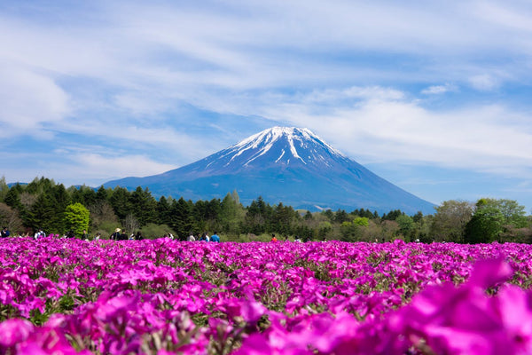 Mount Fuji 