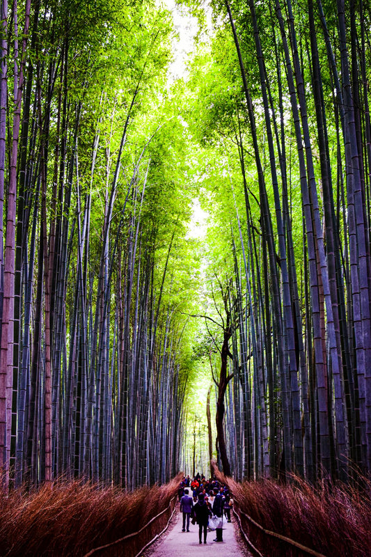 Why a Fixed Tour Package in Japan is the Best Way to Explore the Country