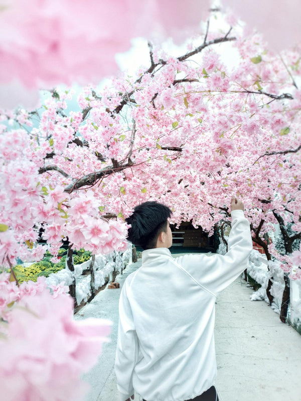 The Ultimate Japan Cherry Blossoms Guide to Full Bloom