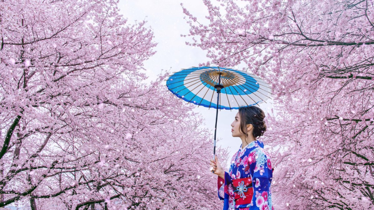 Cherry Blossom Tours - Keep Good Trip