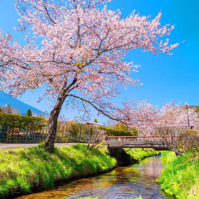 Cherry Blossom Tours