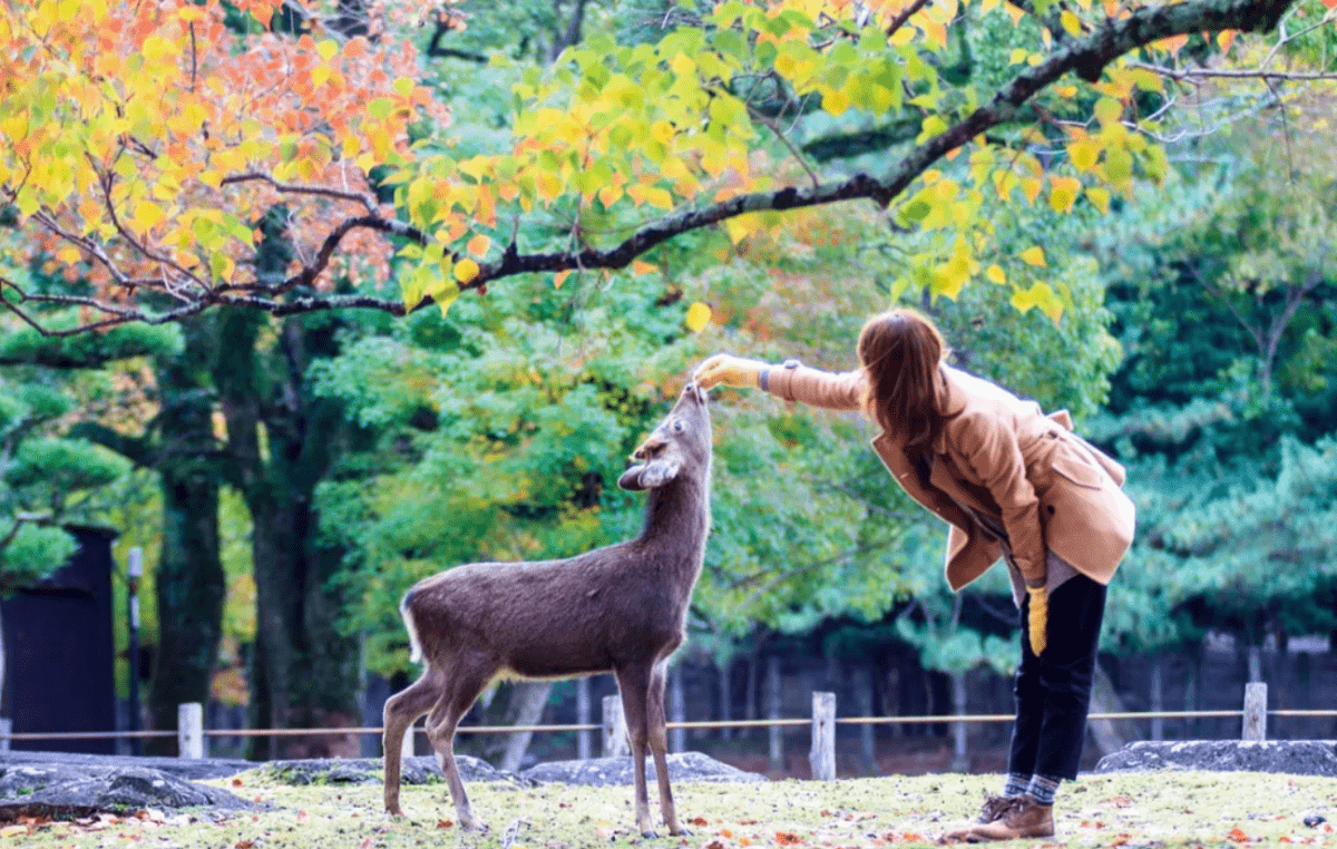 Nara Park - Keep Good Trip