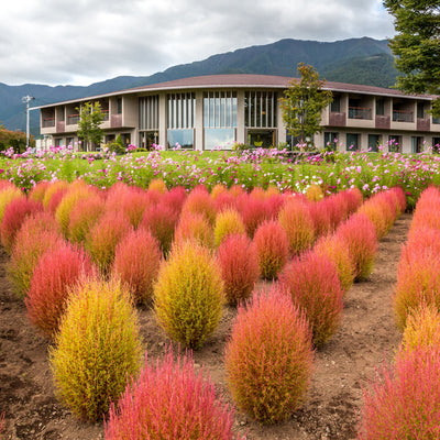 Japan Sightseeing Tours