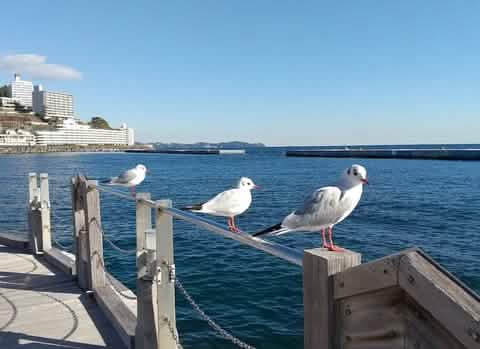 [Hakone & Atami Fireworks Day Tour] Mt. Fuji Hakone Shrine & Water Torii Gate & Lake Ashi Stroll & Atami Sunshine Beach & Atami Fireworks Festival (Depart from Tokyo) - Keep Good Trip