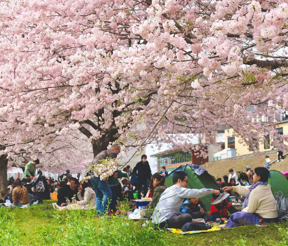 Hanami Picnic