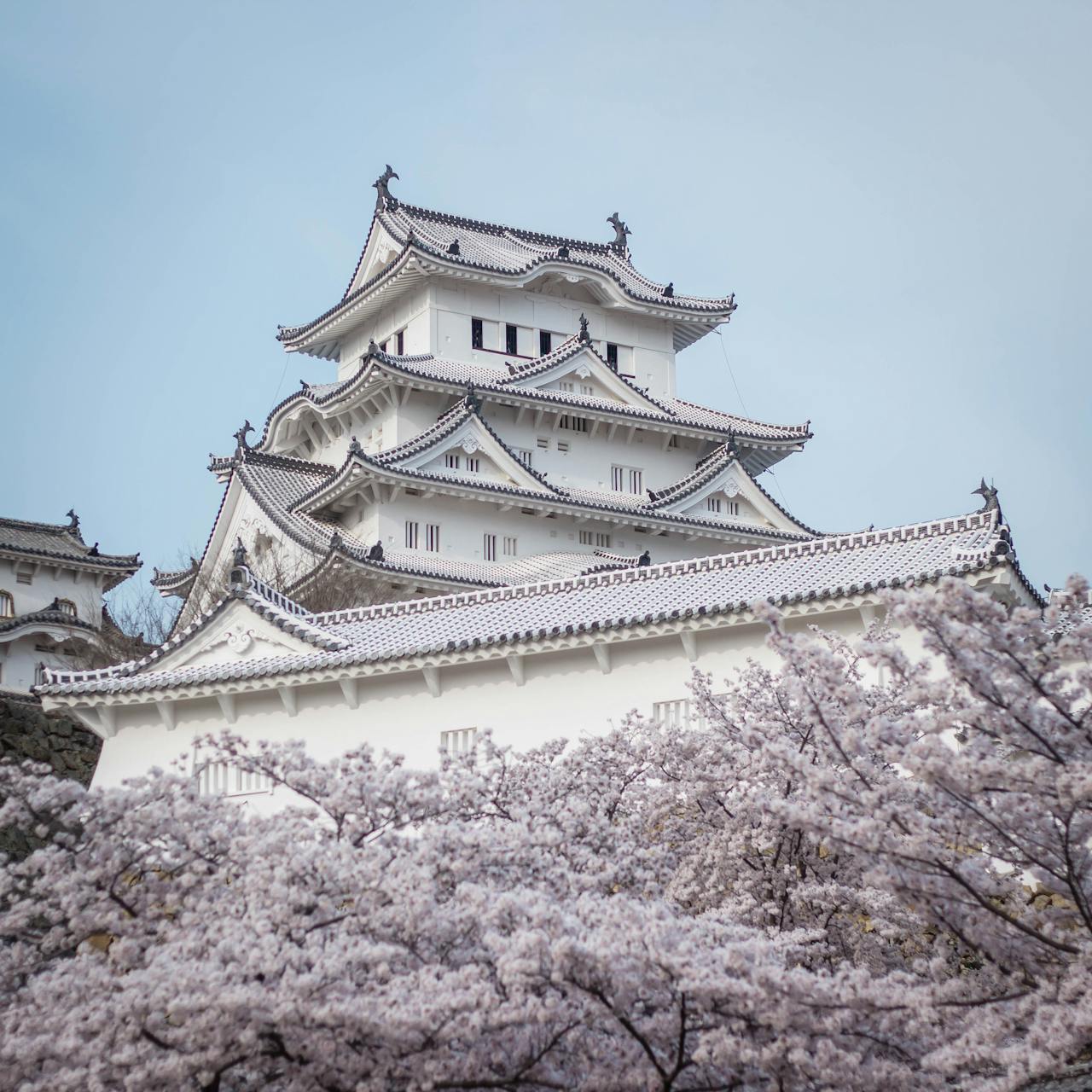 Himeji Castle Behind White Cherry Blossoms