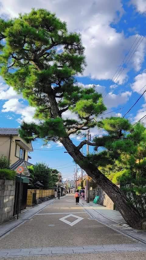 Kyoto & Nara & Uji World Heritage Scenic One - day Tour - Keep Good Trip