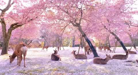 Kyoto & Nara & Uji World Heritage Scenic One - day Tour - Keep Good Trip