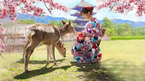 Kyoto & Nara Day Tour Arashiyama train, Fushimi Inari Shrine - Keep Good Trip