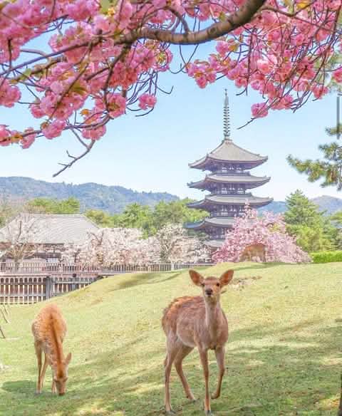 Kyoto & Nara Day Tour Arashiyama train, Fushimi Inari Shrine - Keep Good Trip