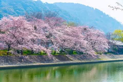 Kyoto World Heritage & Uji Scenery One - day Tour (From Osaka/Kyoto) - Keep Good Trip