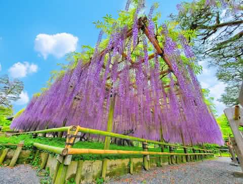 Kyoto World Heritage & Uji Scenery One - day Tour (From Osaka/Kyoto) - Keep Good Trip