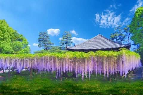 Kyoto World Heritage & Uji Scenery One - day Tour (From Osaka/Kyoto) - Keep Good Trip