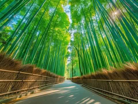 [Kyoto Panoramic Day Tour] Nijo Castle & Kinkakuji Temple & Fushimi Inari Shrine Thousand Torii Gates & Arashiyama Togetsukyo Bridge & Kimono Forest & Bamboo Forest Trail (Depart from Osaka or Kyoto) - Keep Good Trip