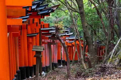 [Kyoto Panoramic Day Tour] Nijo Castle & Kinkakuji Temple & Fushimi Inari Shrine Thousand Torii Gates & Arashiyama Togetsukyo Bridge & Kimono Forest & Bamboo Forest Trail (Depart from Osaka or Kyoto) - Keep Good Trip