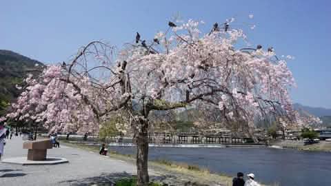 [Kyoto Panoramic Day Tour] Nijo Castle & Kinkakuji Temple & Fushimi Inari Shrine Thousand Torii Gates & Arashiyama Togetsukyo Bridge & Kimono Forest & Bamboo Forest Trail (Depart from Osaka or Kyoto) - Keep Good Trip