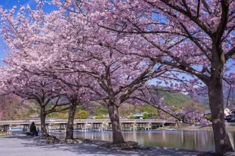 [Kyoto Panoramic Day Tour] Nijo Castle & Kinkakuji Temple & Fushimi Inari Shrine Thousand Torii Gates & Arashiyama Togetsukyo Bridge & Kimono Forest & Bamboo Forest Trail (Depart from Osaka or Kyoto) - Keep Good Trip