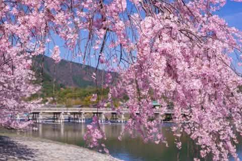 [Kyoto Panoramic Day Tour] Nijo Castle & Kinkakuji Temple & Fushimi Inari Shrine Thousand Torii Gates & Arashiyama Togetsukyo Bridge & Kimono Forest & Bamboo Forest Trail (Depart from Osaka or Kyoto) - Keep Good Trip