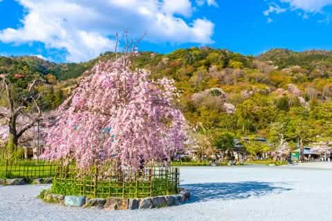 [Kyoto Panoramic Day Tour] Nijo Castle & Kinkakuji Temple & Fushimi Inari Shrine Thousand Torii Gates & Arashiyama Togetsukyo Bridge & Kimono Forest & Bamboo Forest Trail (Depart from Osaka or Kyoto) - Keep Good Trip