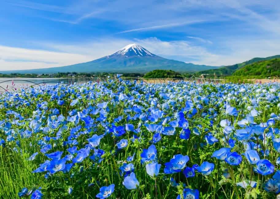 Tokyo: Mount Fuji, Lake Kawaguchi and Oshino Hakkai Bus Tour - Keep Good Trip