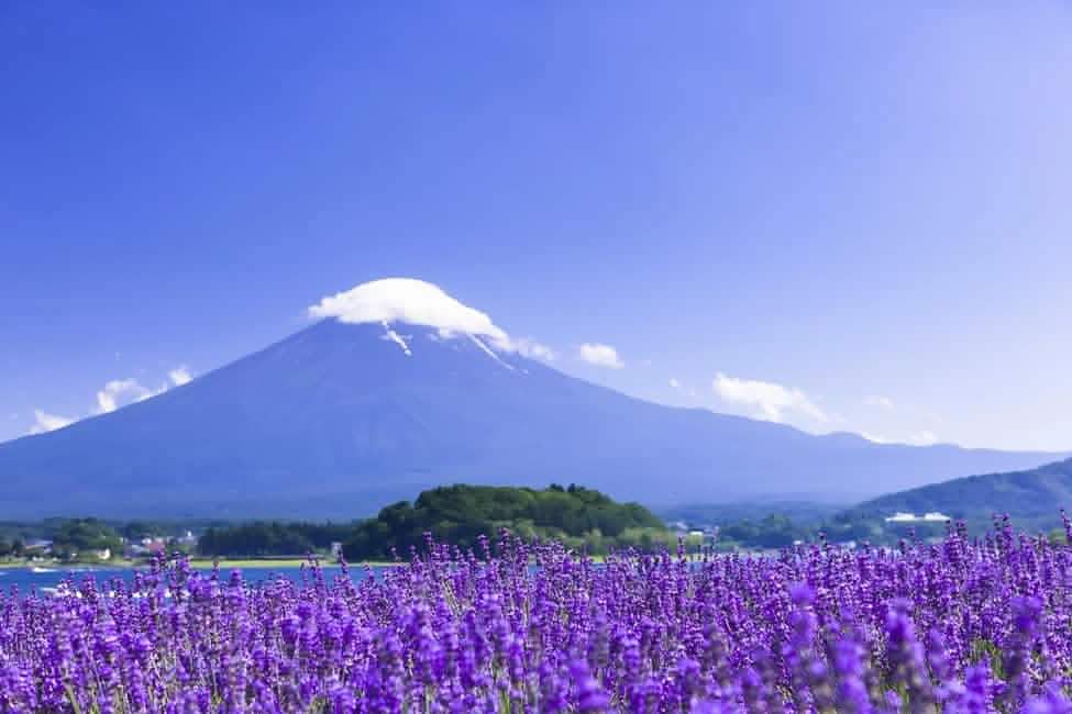 Tokyo: Mount Fuji, Lake Kawaguchi and Oshino Hakkai Bus Tour - Keep Good Trip
