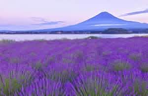 Tokyo: Mount Fuji, Lake Kawaguchi and Oshino Hakkai Bus Tour - Keep Good Trip