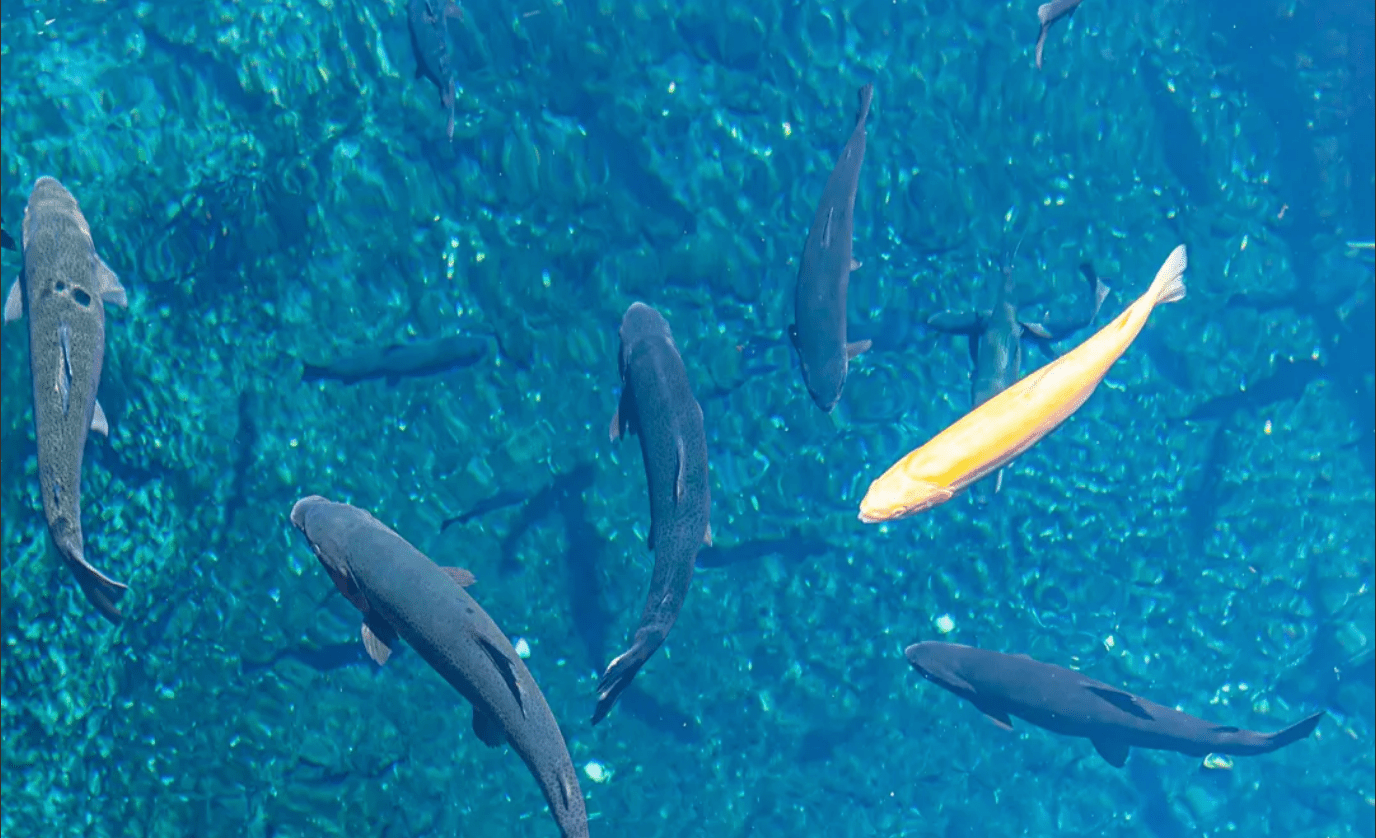 Mount Fuji Amazing View Day Tour from Tokyo - Keep Good Trip