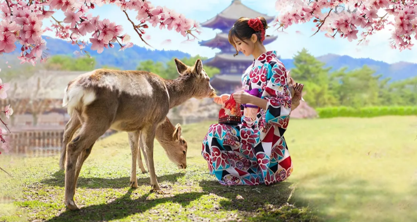 Feeding deer at Nara Park During Cherry Blossom Season