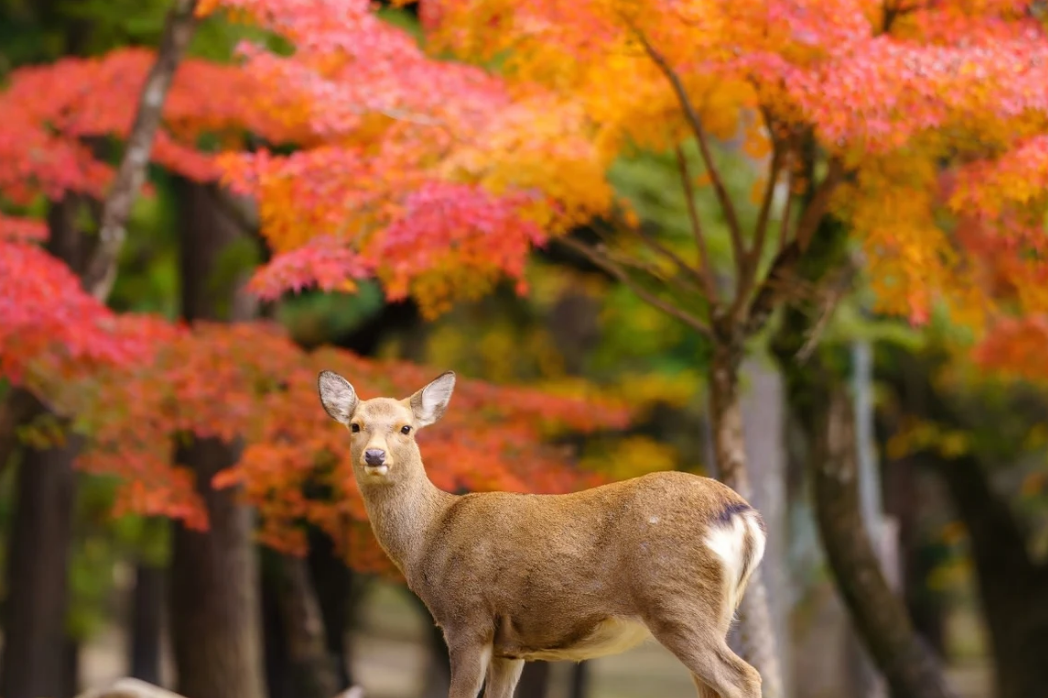 [Kyoto, Nara, and Uji Day Tour] Nara Park, Fushimi Inari Taisha Shrine, Thousand Torii Gates, World Cultural Heritage Todaiji Temple, Byodoin Temple, Uji Matcha, Uji Park (Depart from Osaka or Kyoto)