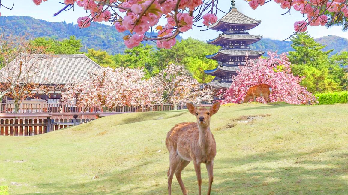 Kyoto, Nara & Uji: Nara Park, Fushimi Inari Day Tour - Keep Good Trip