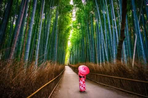 [One - day tour of Osaka and Kyoto attractions] Katsuo - ji Temple, Kinkaku - ji Temple, Arashiyama Togetsukyo Bridge, Kimono Forest, Bamboo Forest Trail, and Nonomiya Shrine (depart from Osaka or Kyoto) - Keep Good Trip