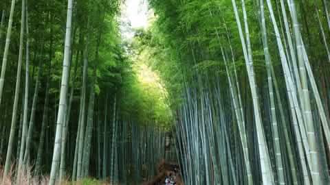[One - day tour of Osaka and Kyoto attractions] Katsuo - ji Temple, Kinkaku - ji Temple, Arashiyama Togetsukyo Bridge, Kimono Forest, Bamboo Forest Trail, and Nonomiya Shrine (depart from Osaka or Kyoto) - Keep Good Trip
