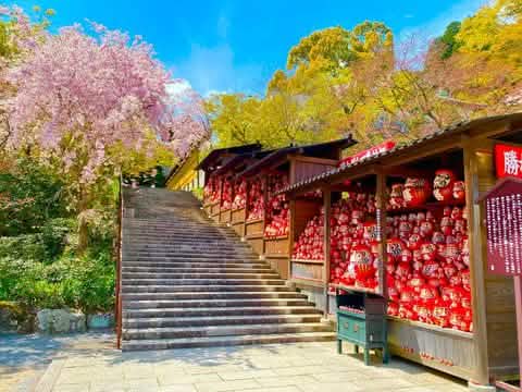 [One - day tour of Osaka and Kyoto attractions] Katsuo - ji Temple, Kinkaku - ji Temple, Arashiyama Togetsukyo Bridge, Kimono Forest, Bamboo Forest Trail, and Nonomiya Shrine (depart from Osaka or Kyoto) - Keep Good Trip