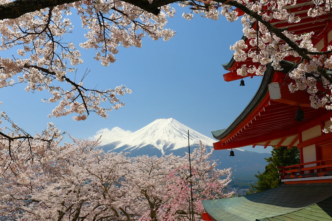 mount fuji cherry blossom