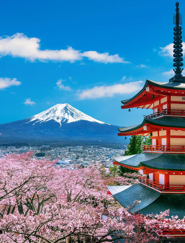 Cherry Blossom