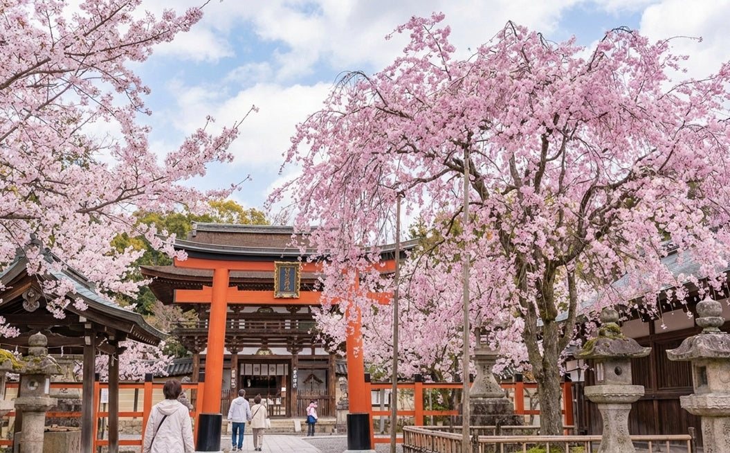 cherry blossoms at Himuro Shrine in Nara
