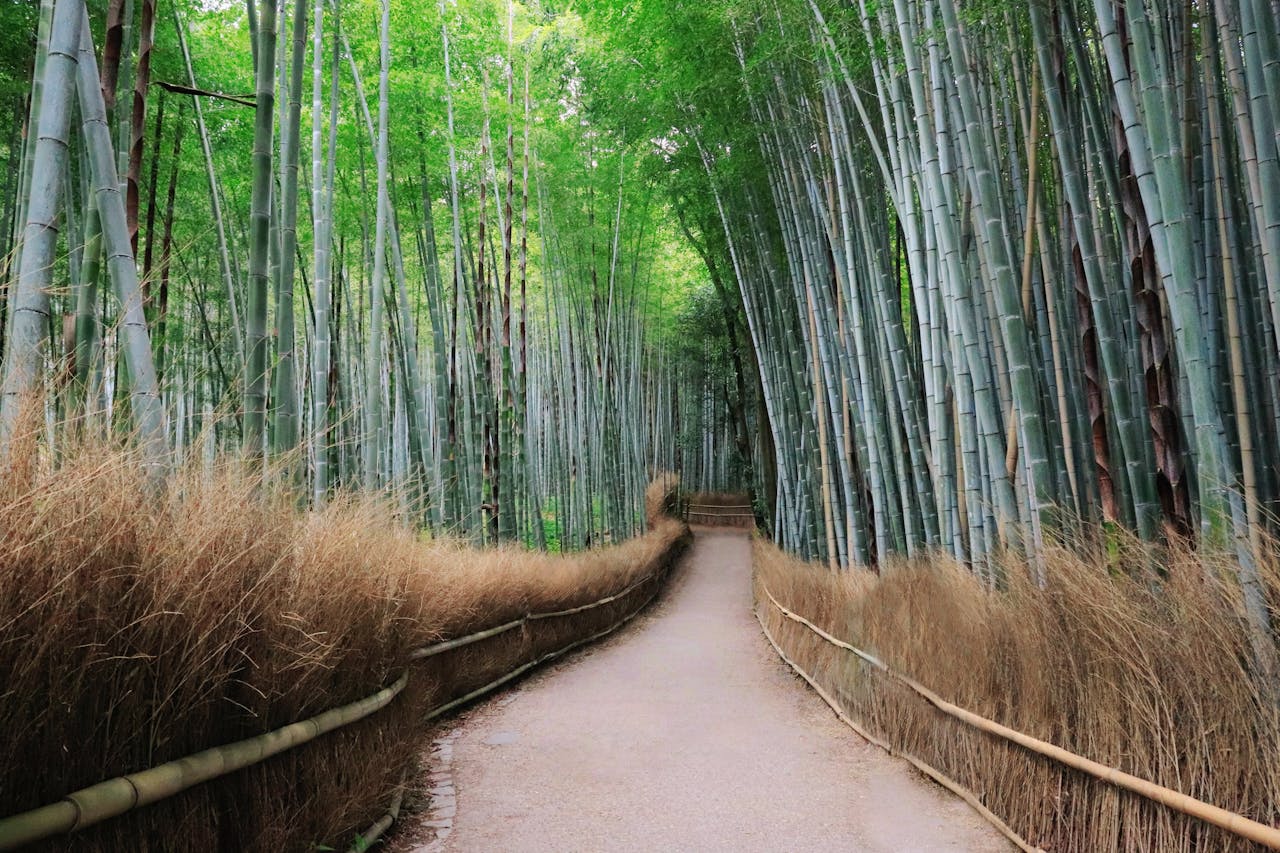 Arashiyama Bamboo Grove