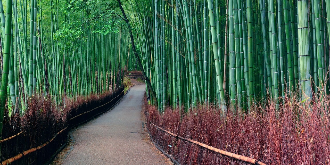 Arashiyama Bamboo Grove