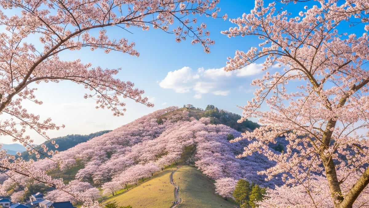 mount wakakusa cherry blossom