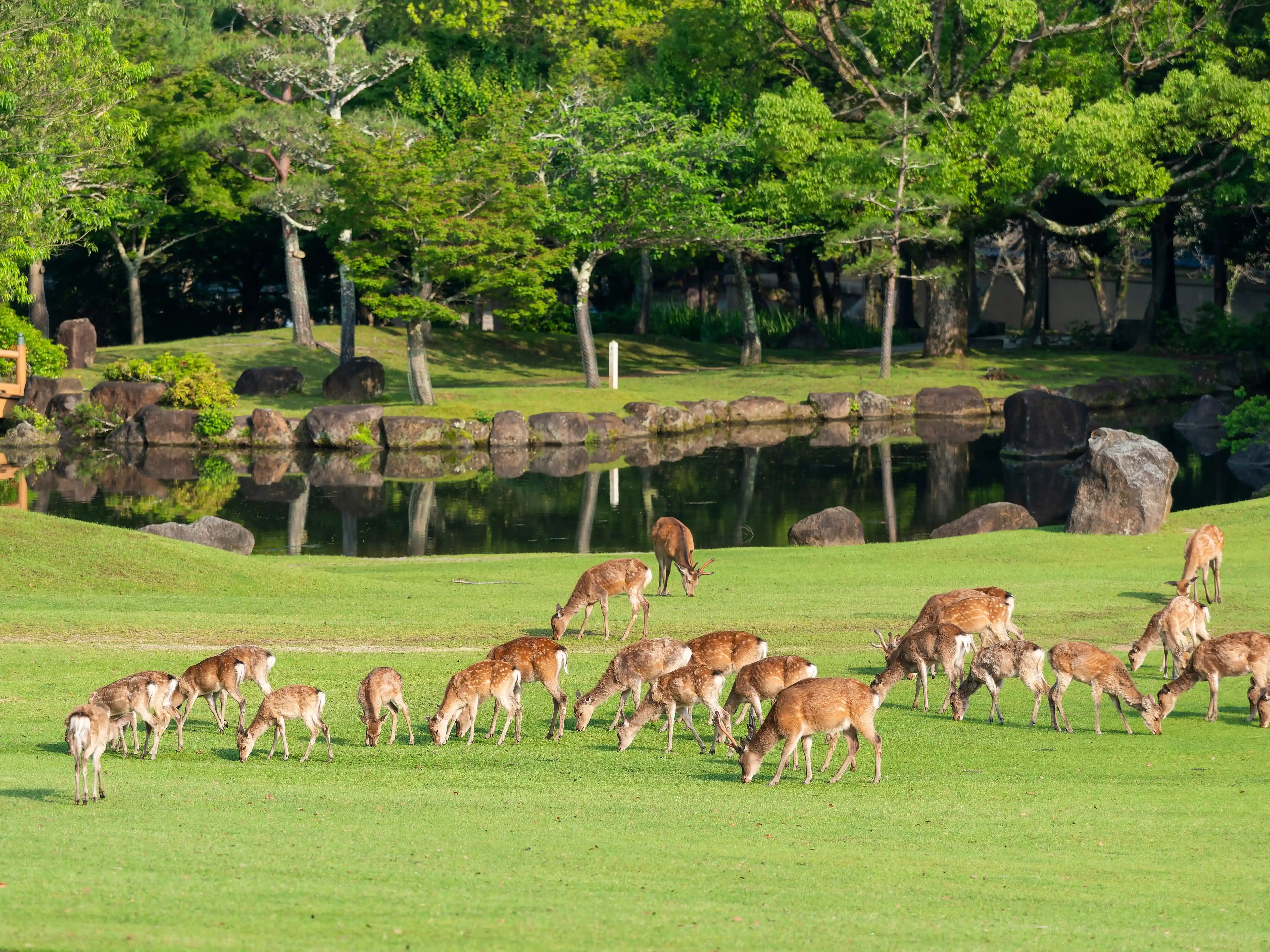 Nara Park