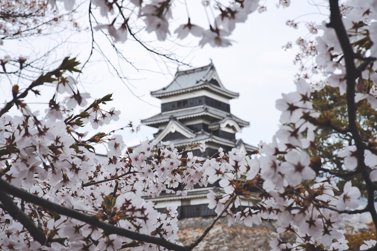 Hirosaki Castle Behind Cherry Blossom Trees