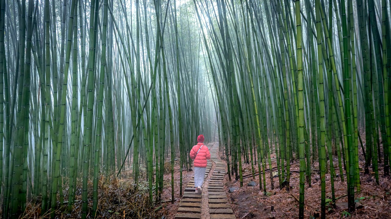 Arashiyama Bamboo Grove