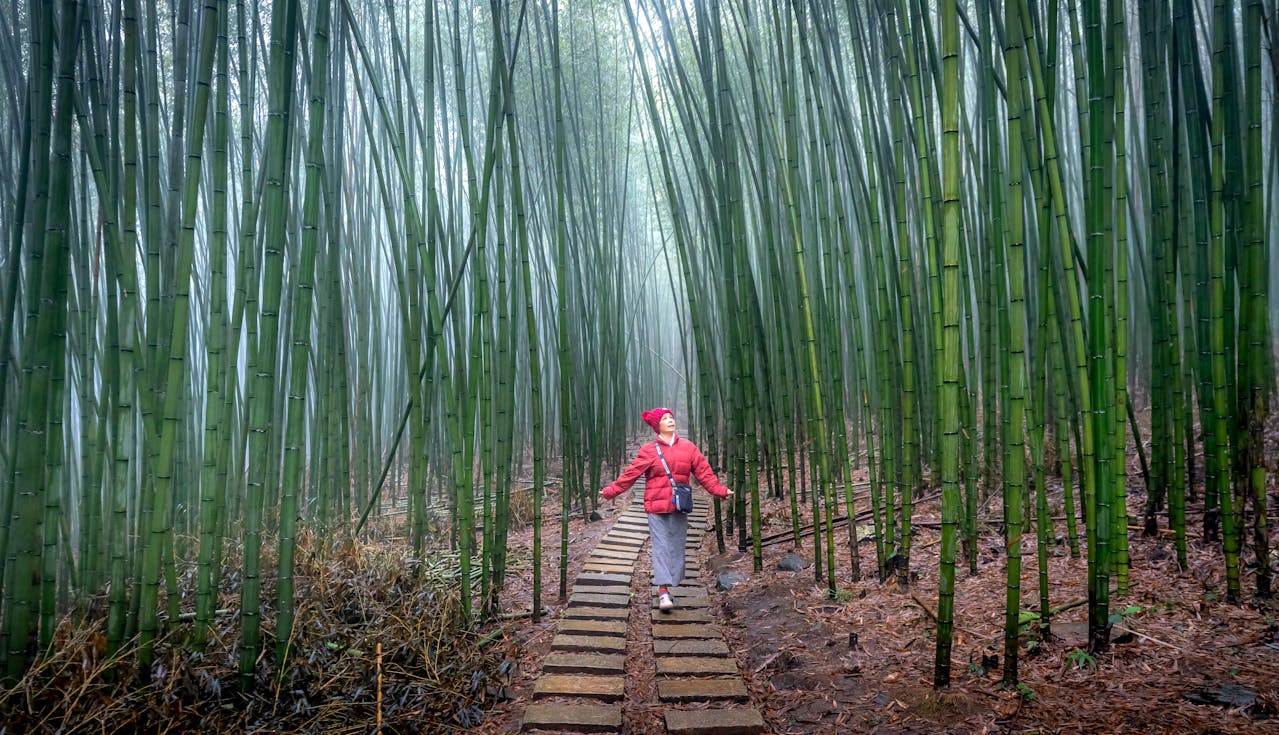 Arashiyama Bamboo Grove