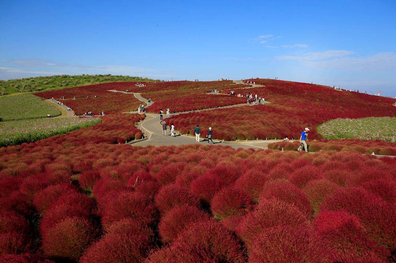 Beautiful Red Kochia Hill at Hitachi Seaside Park
