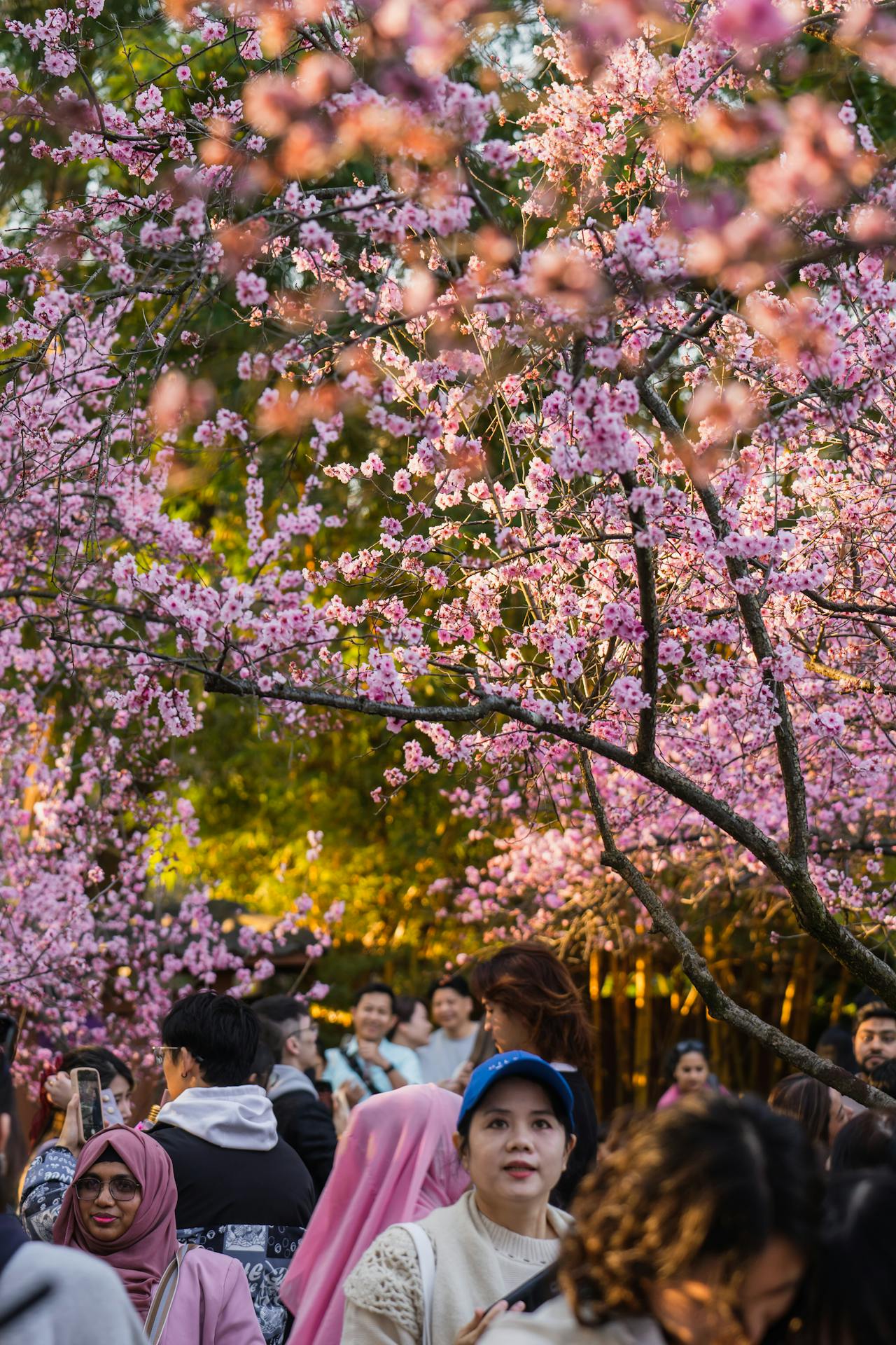 JapAN Cherry Blossom
